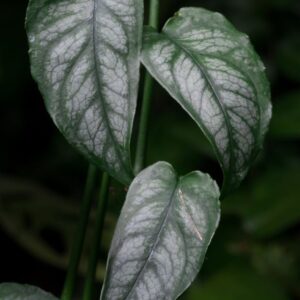 Monstera siltepecana