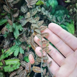 Solanum evolvulifolium