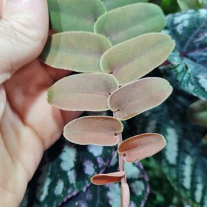 Marcgravia sintenisii